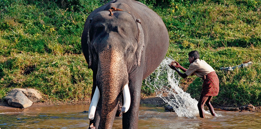 Elephant getting a nice bath