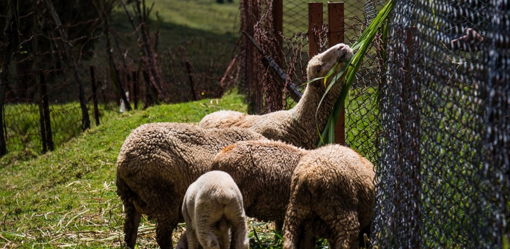 A herd of sheep feeding on grass