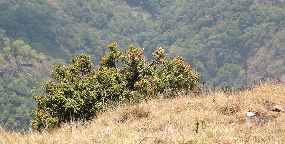 Silent Valley View Point