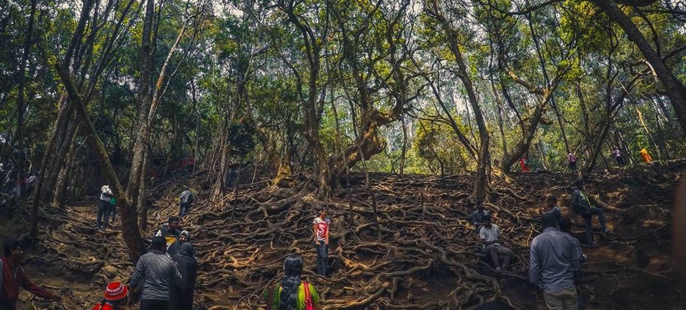 The enchanting site of the trees at guna caves