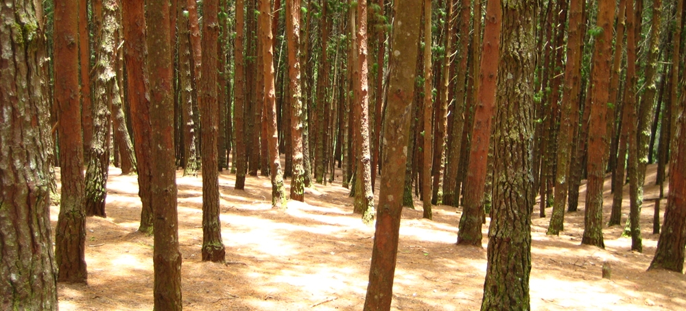 The majestic pine trees in Kodaikanal