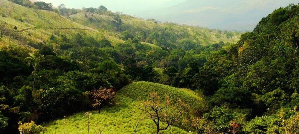 The lush green slopes of agasthyakoodam