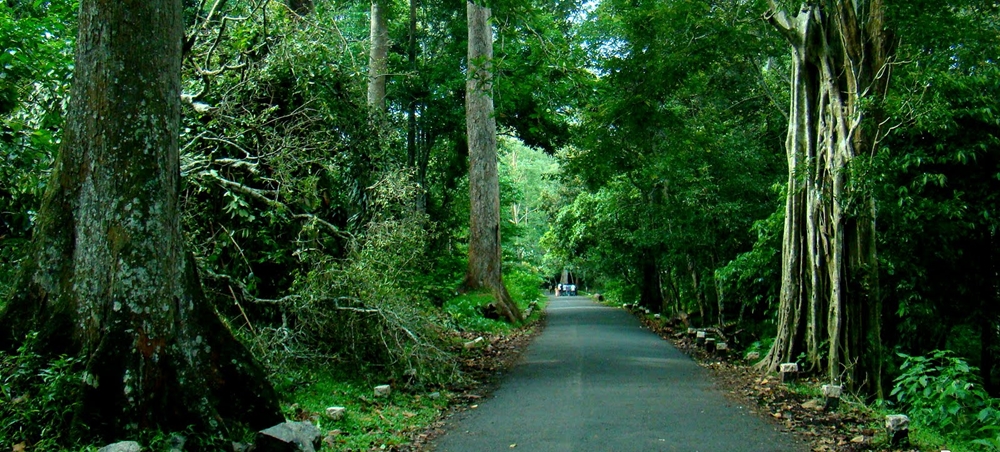 A road cutting through a thick forest