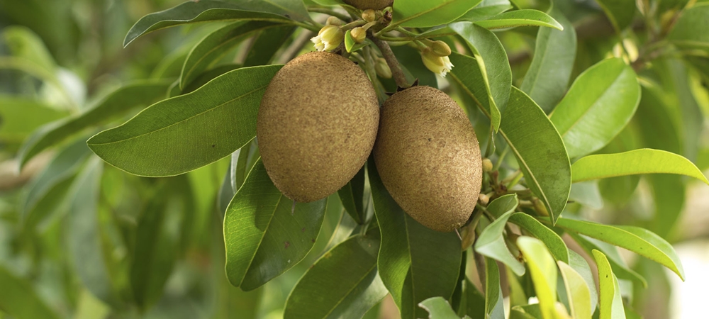 Sapodilla