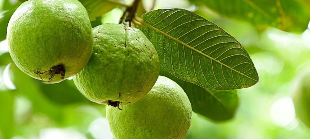 Guava on a tree