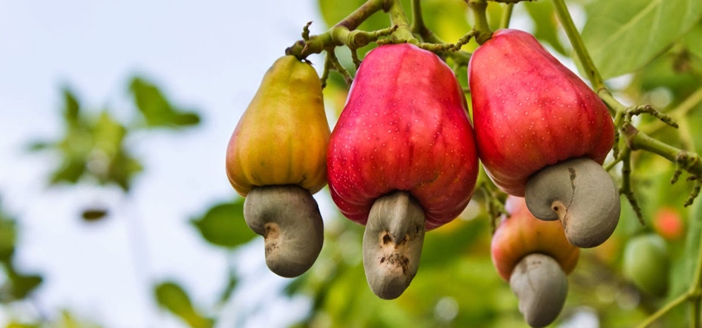 Cashew growing on a tree