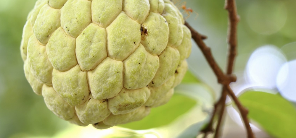 Custard Apple