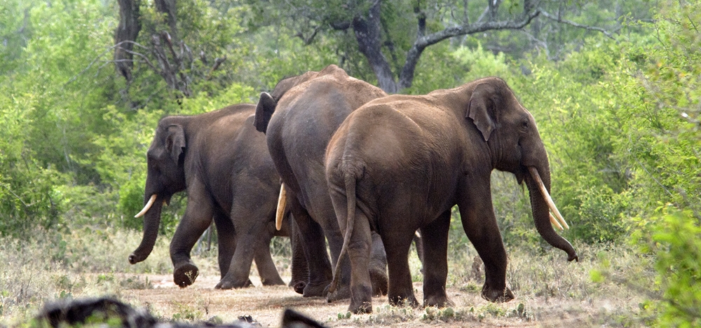 A herd of elephants