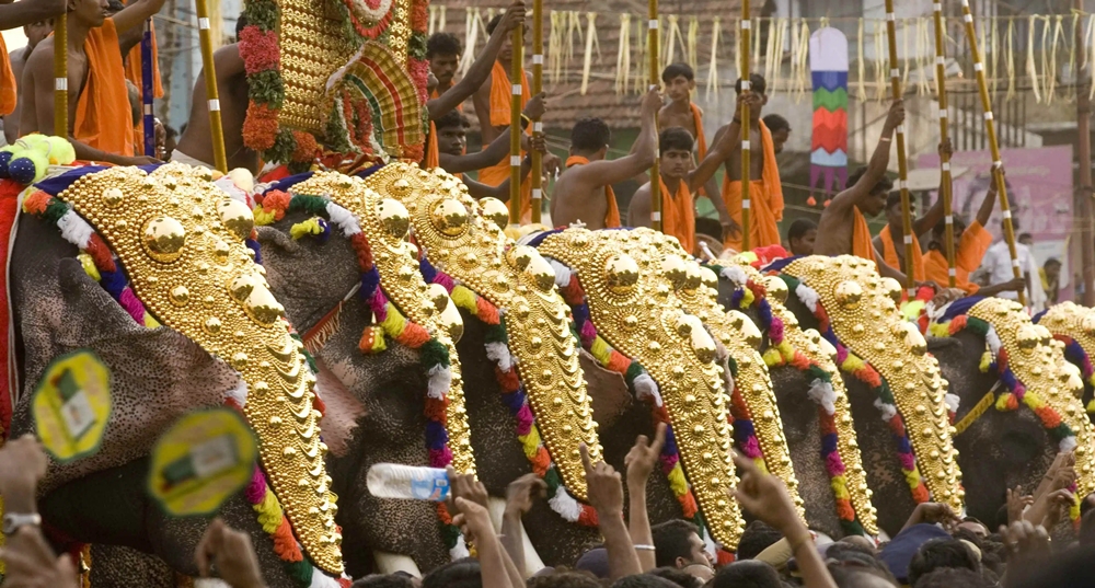 Elephants decorated for Thrissur Pooram