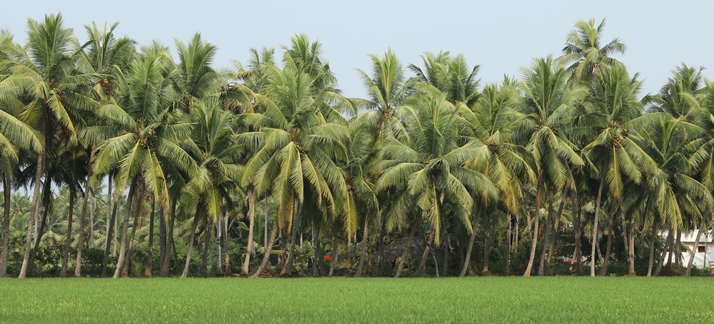 A region filled with coconut trees