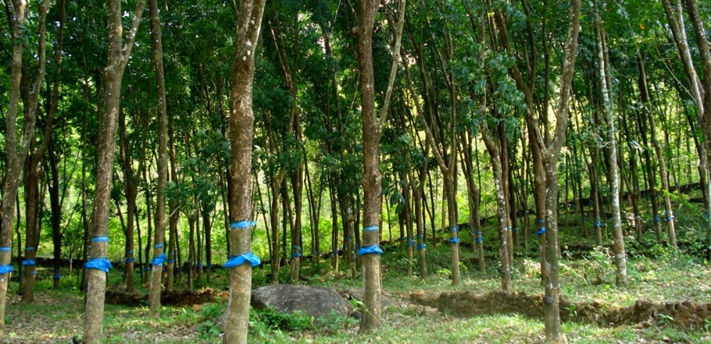 A vast rubber plantation in Kerala