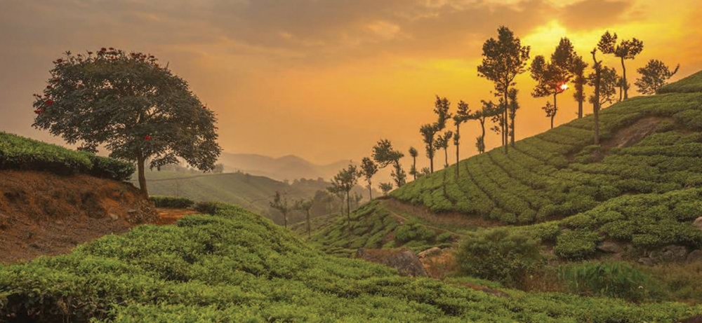 Sun setting over the lush tea gardens of Munnar