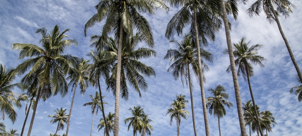 Coconut trees under the blue sky