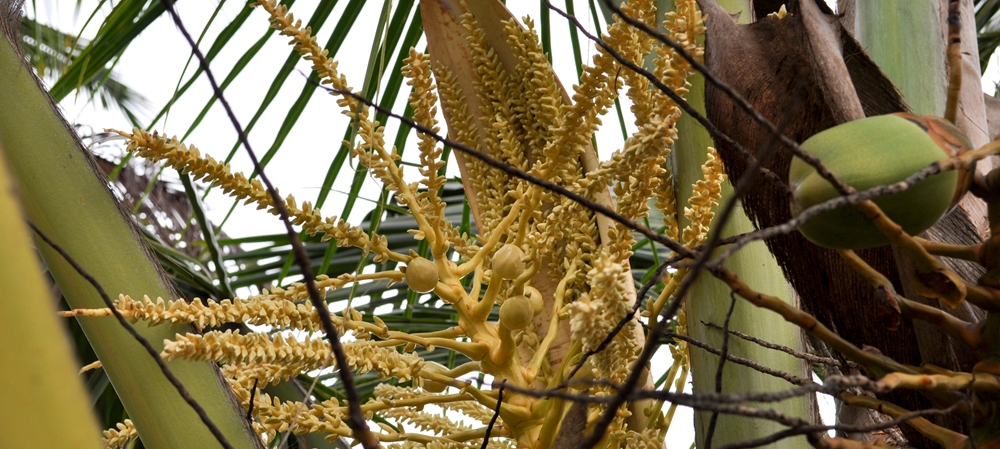 Coconut flower on the tree