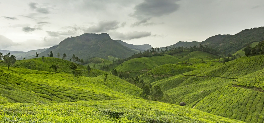 Lush green hills and tea gardens of Munnar