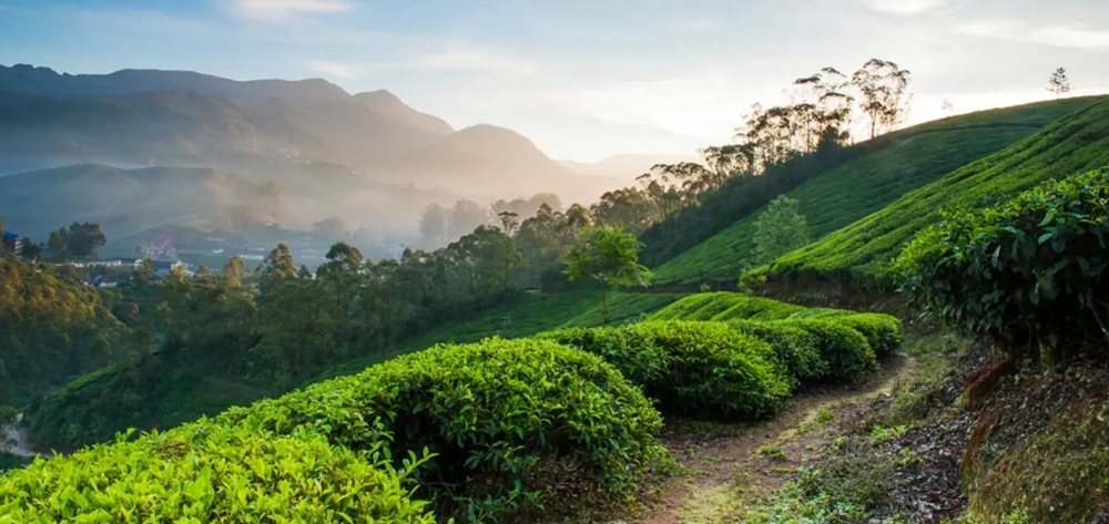 Lush tea plantations and mountains