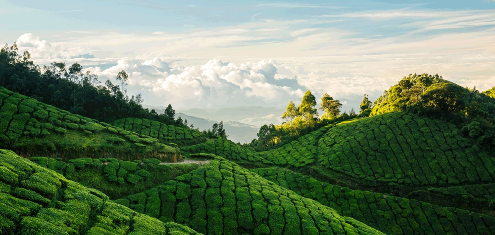 The lush green tea plantations