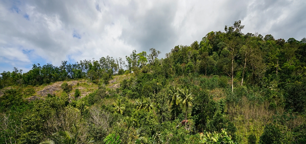 Greenery at Anachal