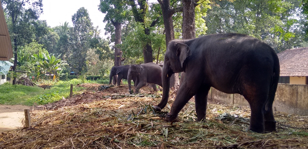 Kodanad Elephant Camp