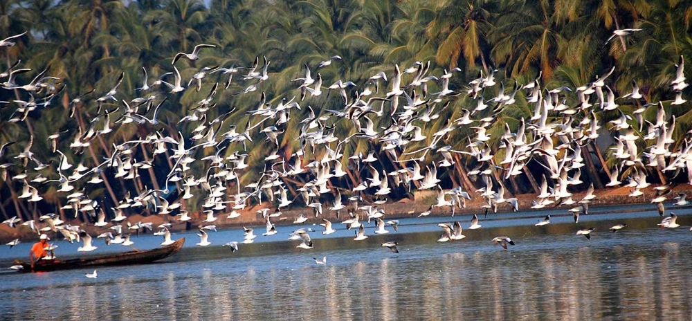 Birds in the kumarakom backwaters