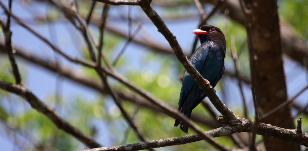 Bird at the Thattekad Sanctuary