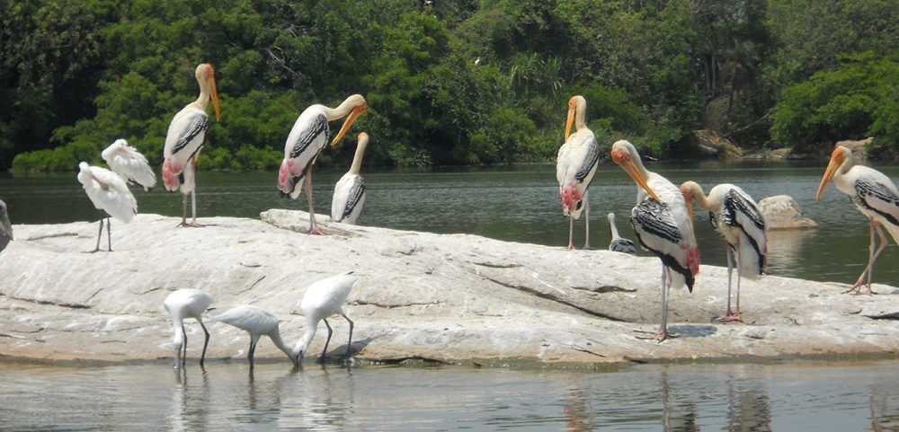 Birds in Kumarakom