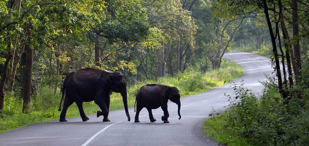 Elephants in Wayanad