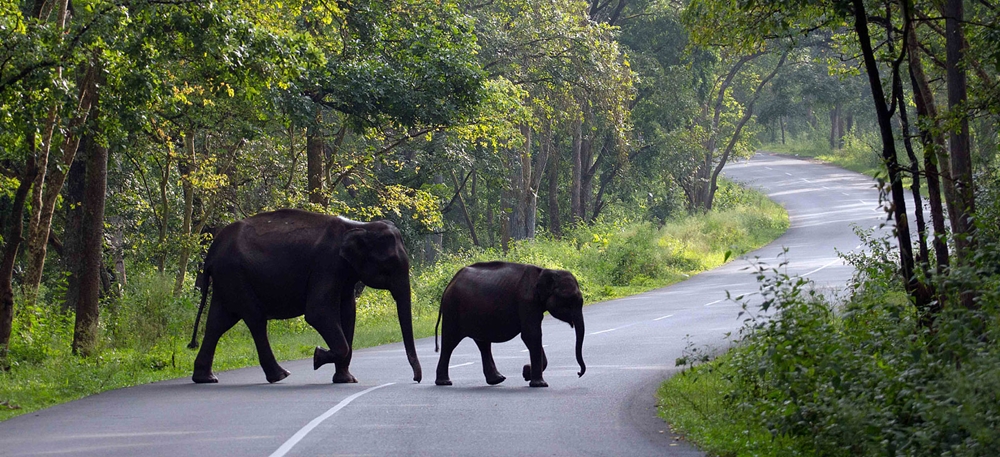 Elephants on the road in a forest