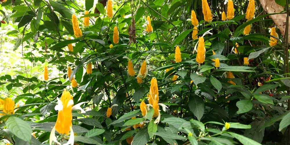 Spice plantation in Kerala