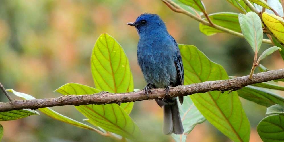 Bird watching in Kerala