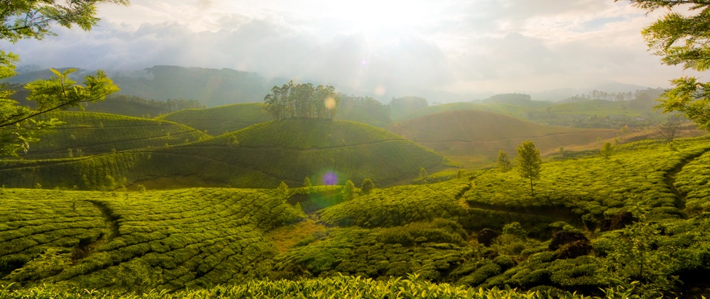 tea gardens of Munnar