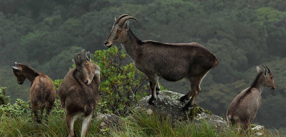 Nilgiri Tahr Eravikulam Park