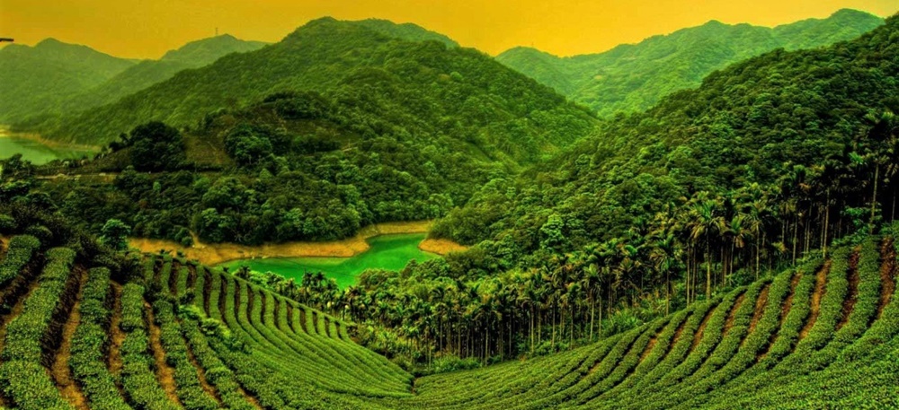 Tea Plantations of Munnar