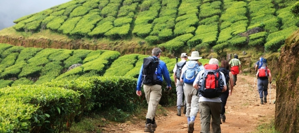 Travelers trekking in Munnar