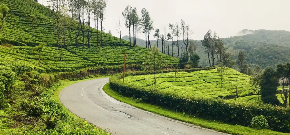 Munnar Drive