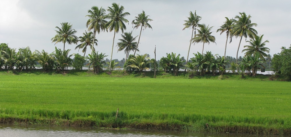 Kuttanad paddy field