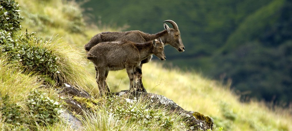 Nilgiri Tahr