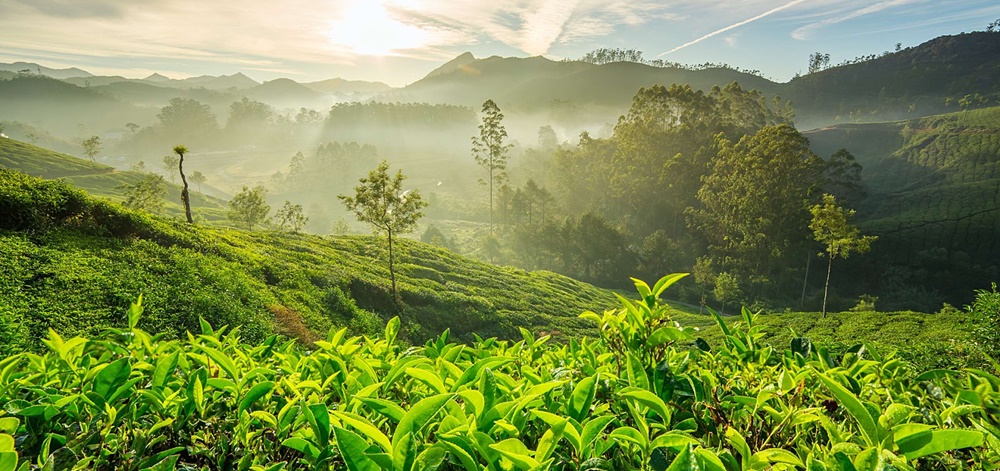 Munnar Tea Plantations