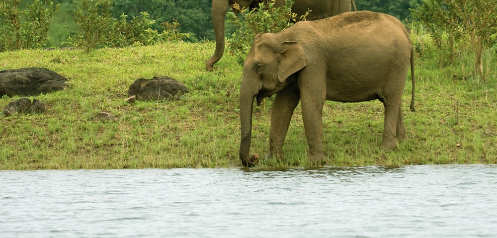 Thekkady Elephants