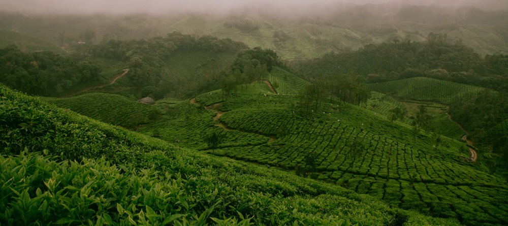 Tea plantations of Munnar