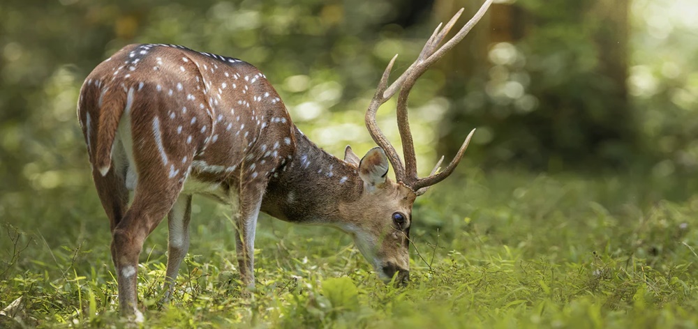 Deer Grazing