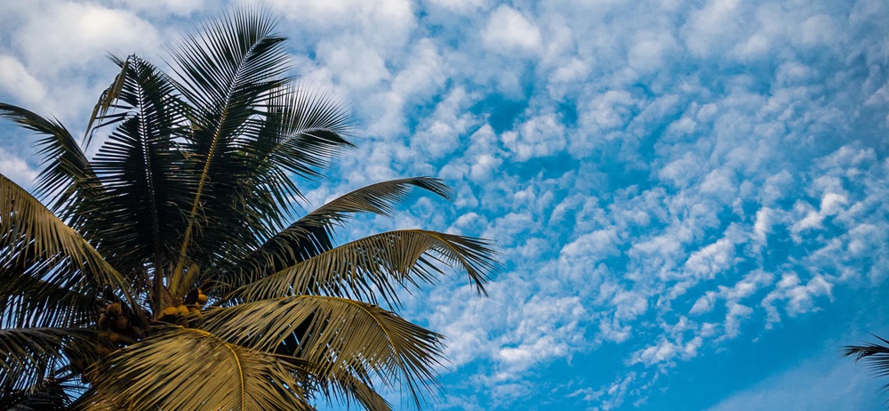 Coconut tree and sky